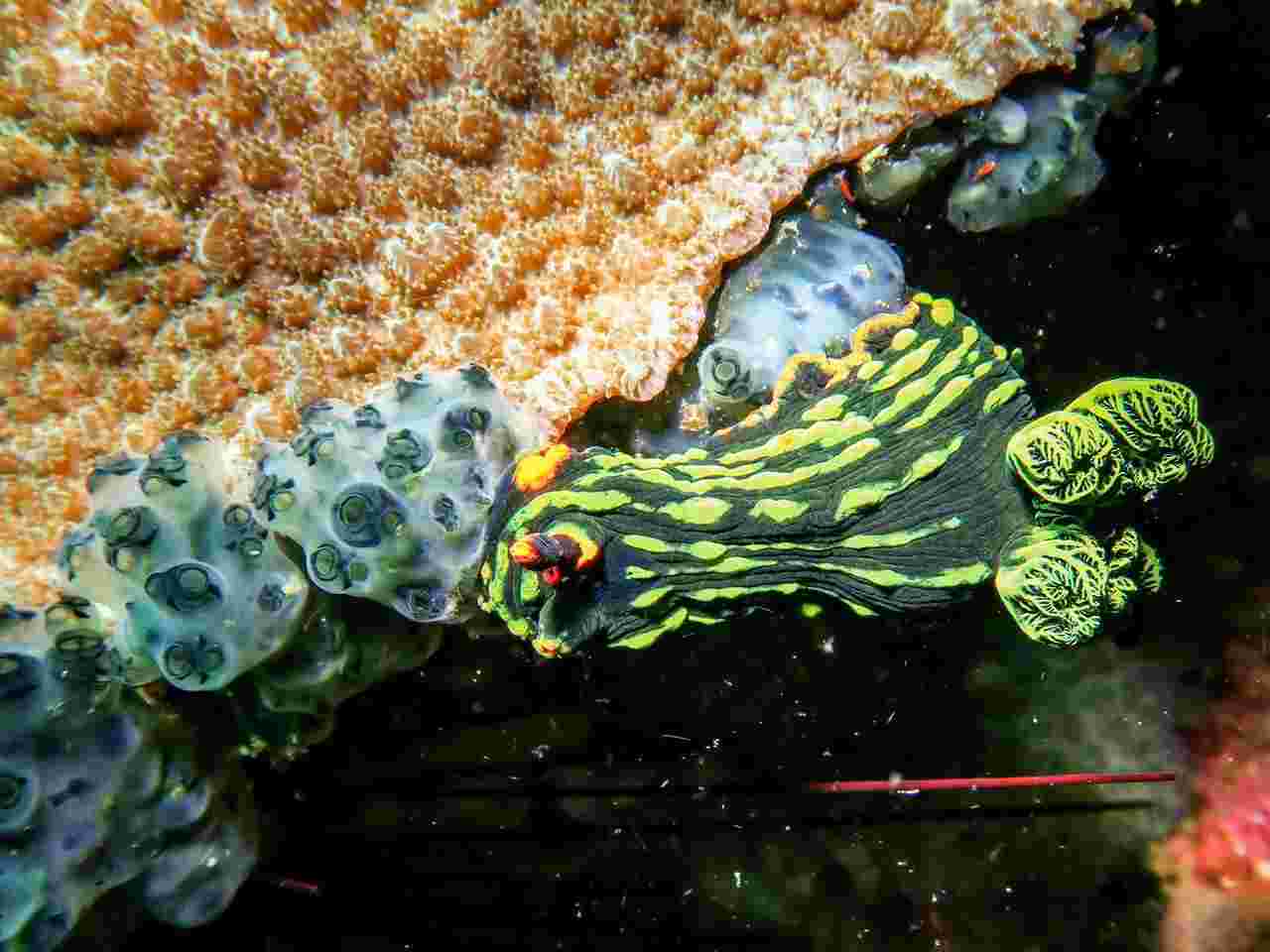 Malapascua Diving