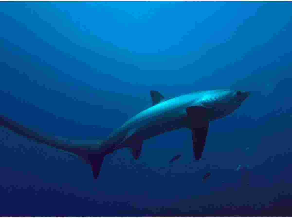 Thresher Shark Malapascua, Malapascua Diving, Scuba Diving Malapascua