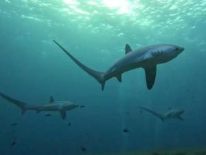 Malapascua Diving offers an exceptional Thresher Shark encounter. Thresher Shark Malapascua, Malapascua Diving, Scuba Diving Malapascua