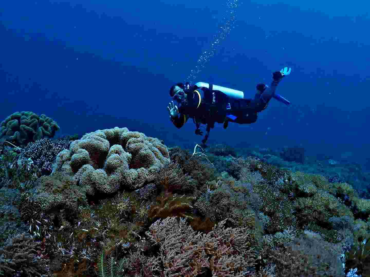 Thresher Shark Malapascua, Malapascua Diving, Scuba Diving Malapascua