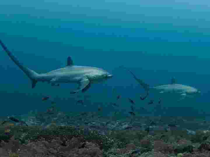 Thresher Shark Malapascua, Malapascua Diving, Scuba Diving Malapascua