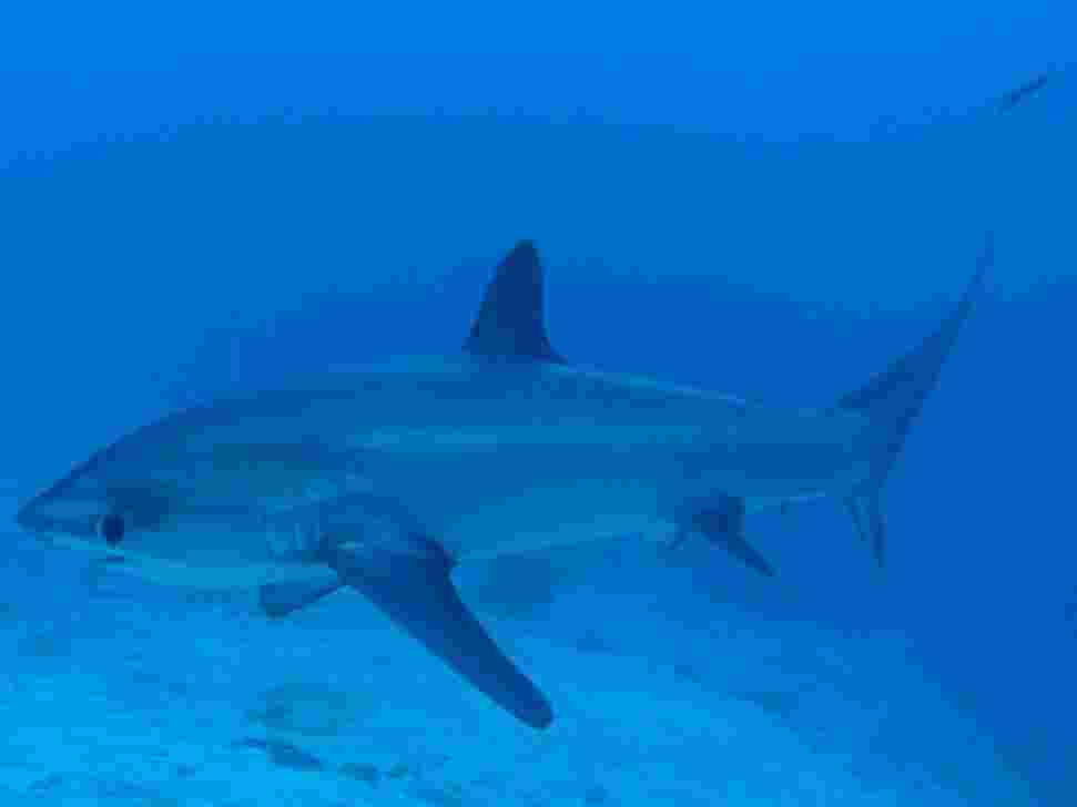 Thresher Shark Malapascua, Malapascua Diving, Scuba Diving Malapascua